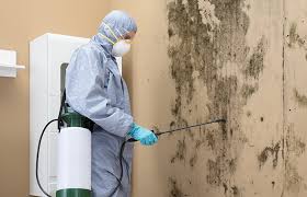 Best Attic Mold Removal  in Mayo, FL